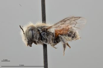 Media type: image;   Entomology 793232 Aspect: habitus lateral view